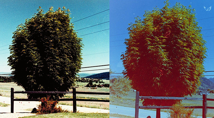 fig 6b