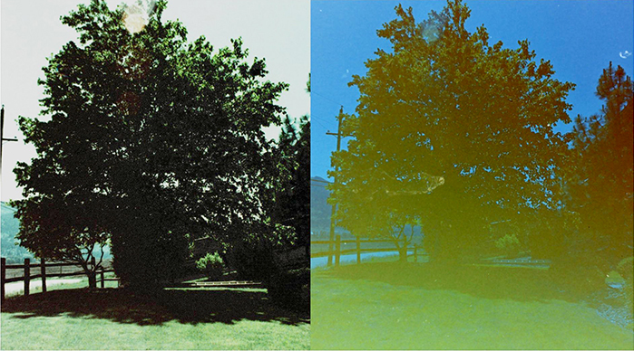 fig 6b